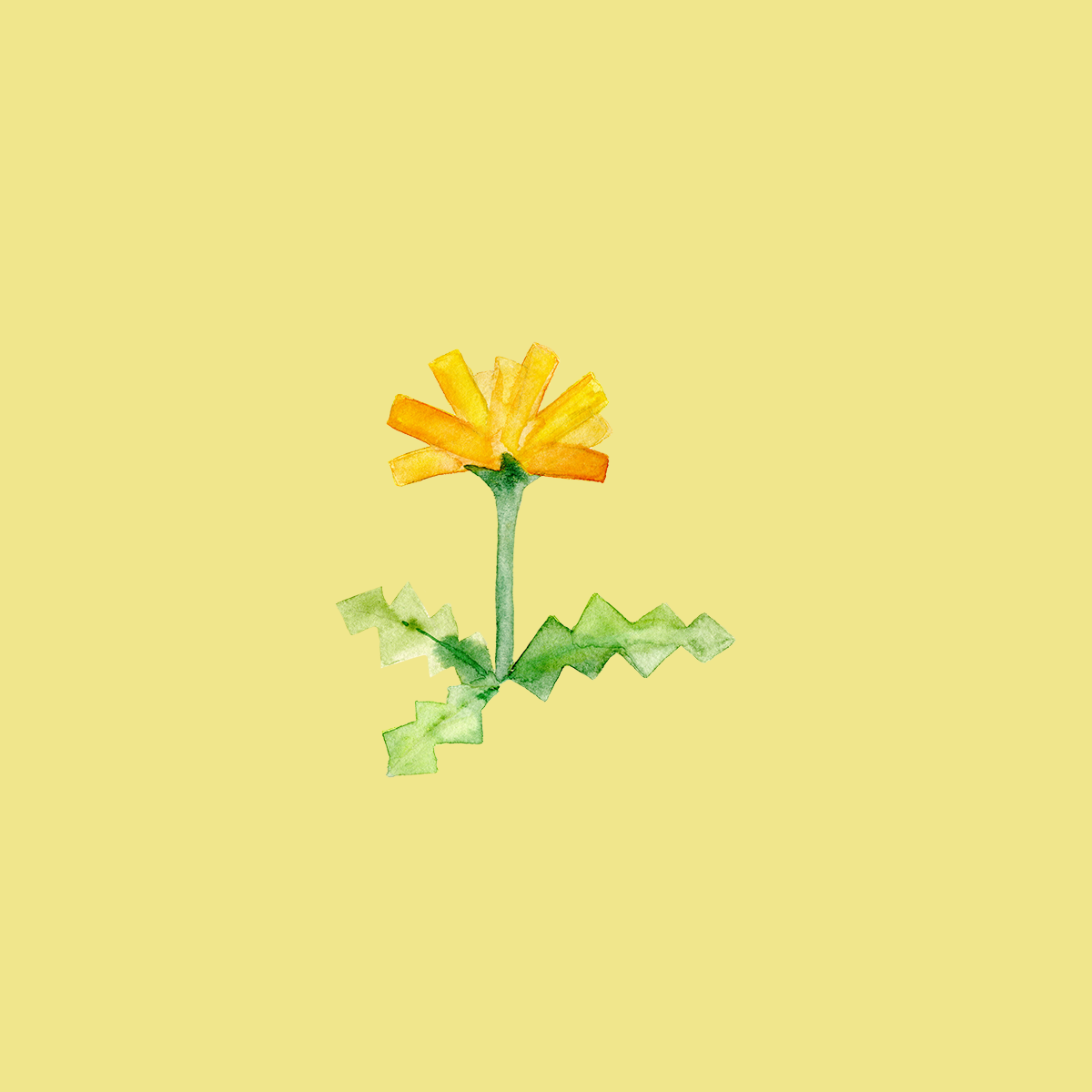 たんぽぽ