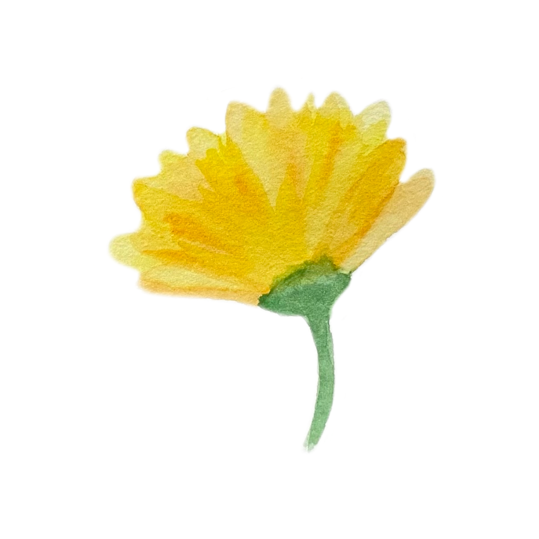 黄色いガーベラのイラスト