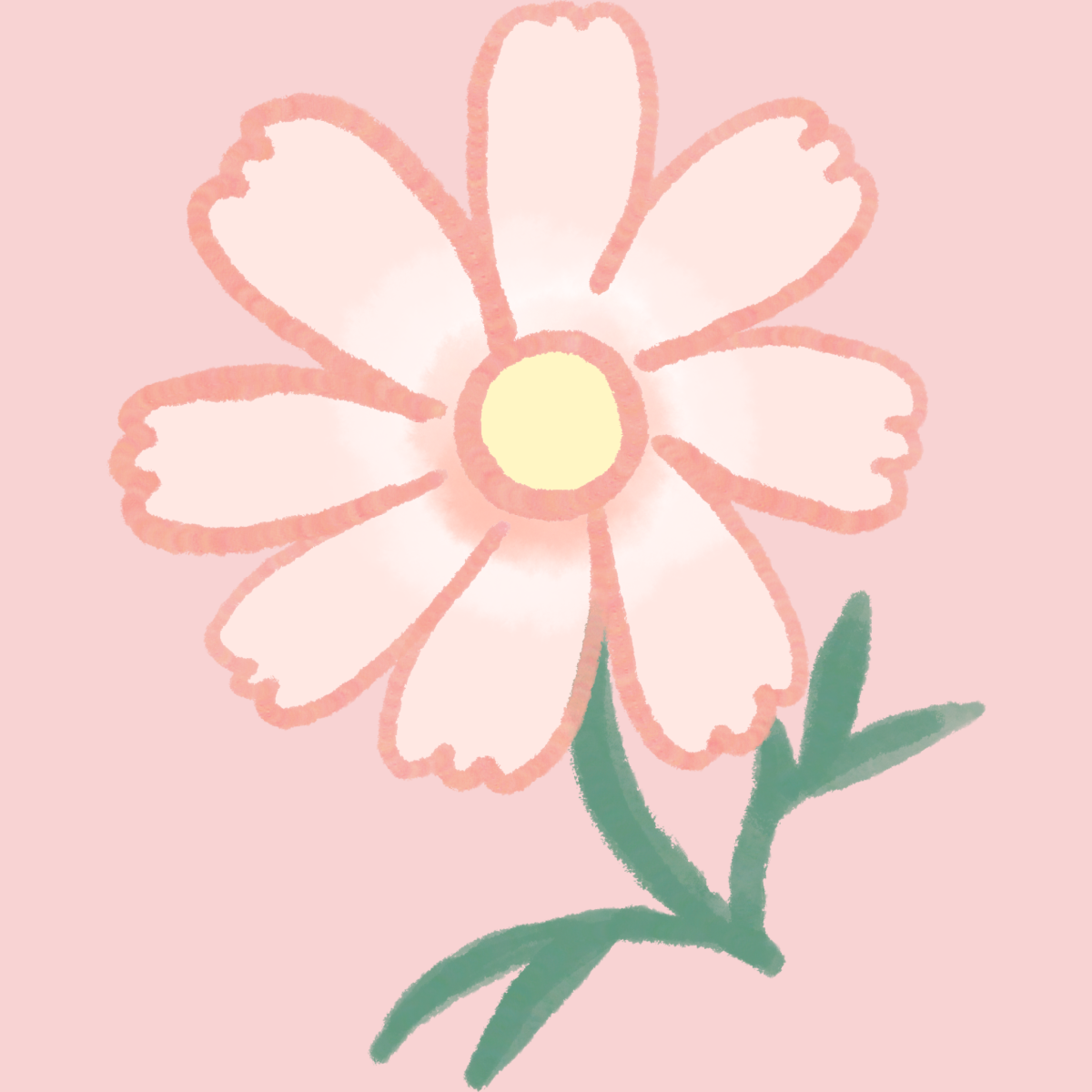 ピンクのコスモス