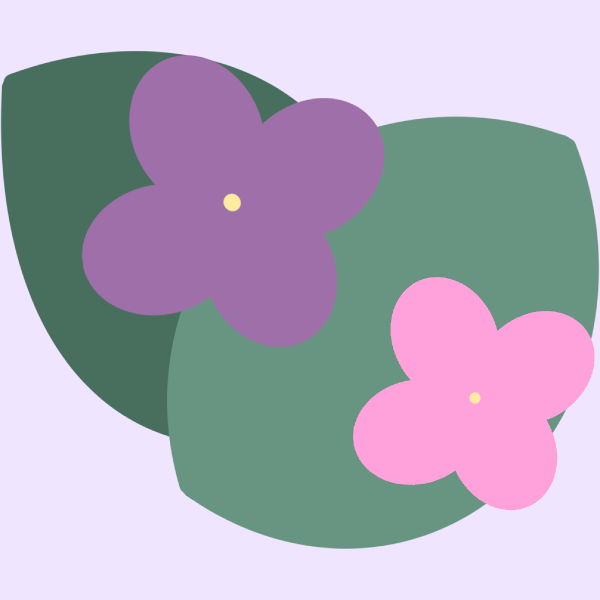 Hortensia violet et rose