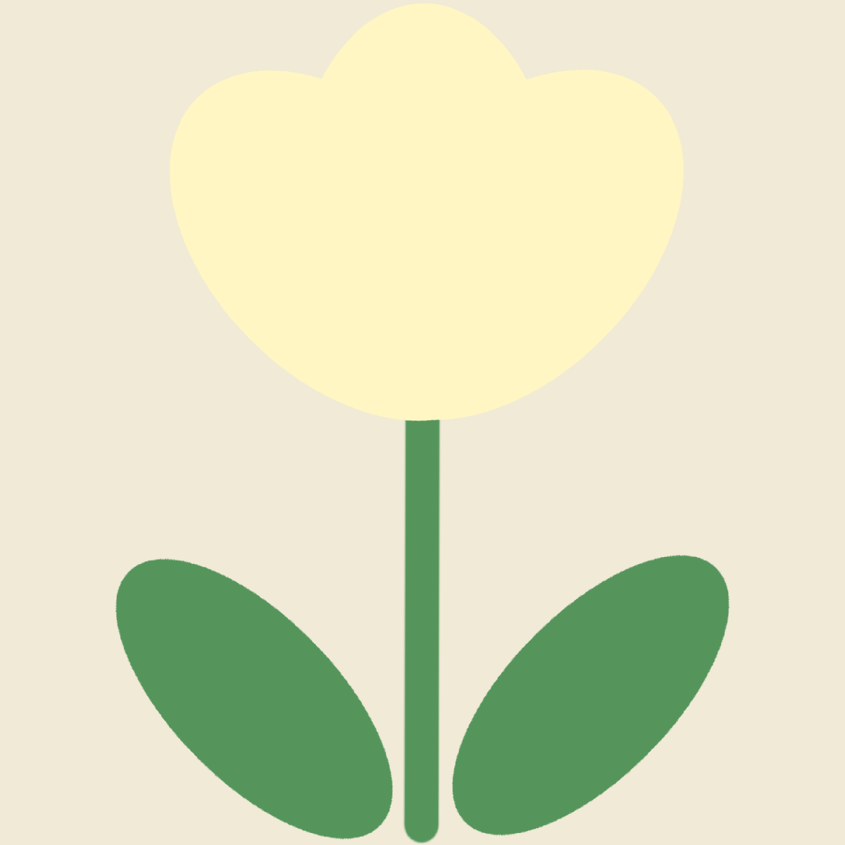 白色のチューリップ