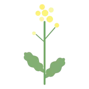 菜の花