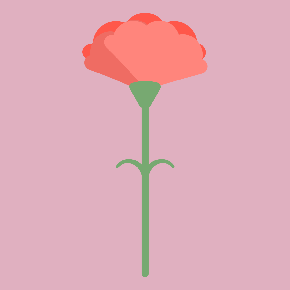 カーネーション