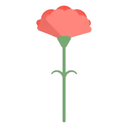カーネーション