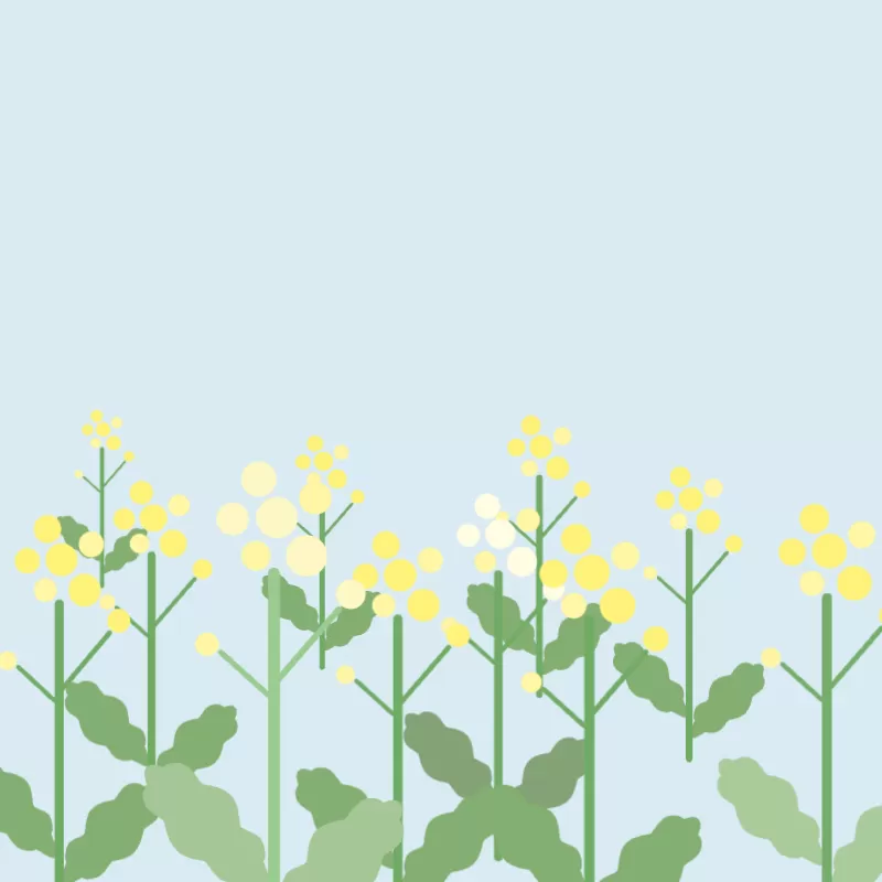 菜の花の春景色